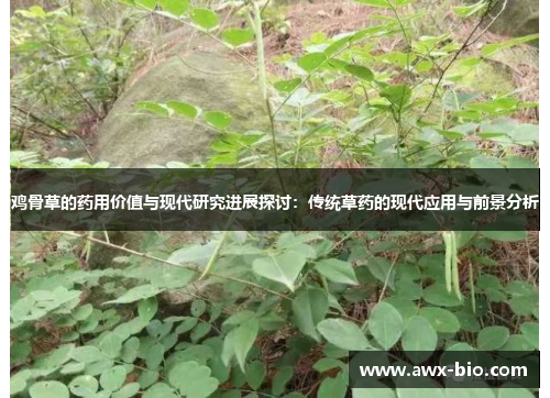 鸡骨草的药用价值与现代研究进展探讨：传统草药的现代应用与前景分析